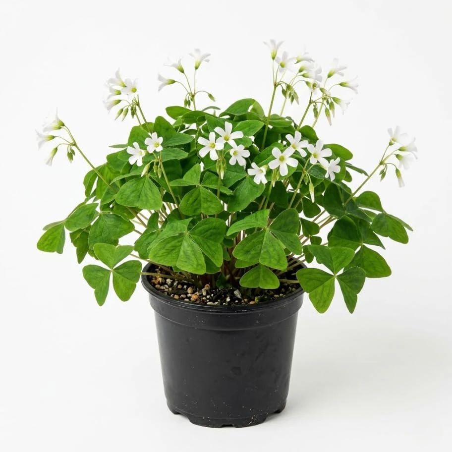 Oxalis Triangularis Live Plant - Green Shamrock Houseplant 4" Pot - Image 1