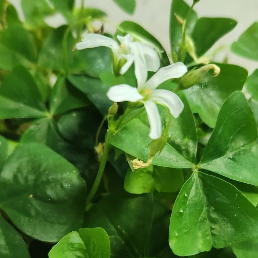 Oxalis Triangularis Live Plant - Green Shamrock Love Plant, 4 Inch Pot Indoor - Image 2