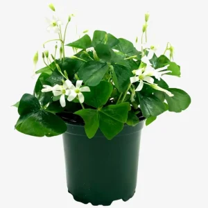 Oxalis Triangularis Live Plant - Green Shamrock Love Plant, 4 Inch Pot Indoor - Image 3