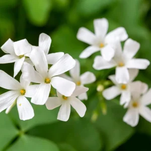 Oxalis Triangularis Live Plant - Green Shamrock Love Plant, 4 Inch Pot Indoor - Image 4