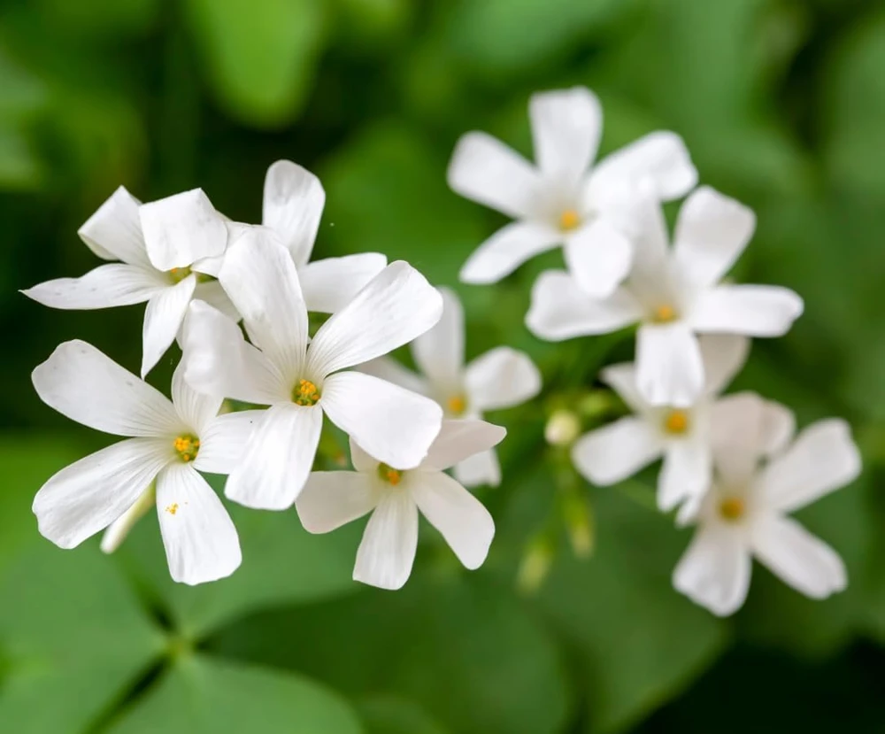 Oxalis Triangularis Live Plant - Green Shamrock Love Plant, 4 Inch Pot Indoor - Image 4