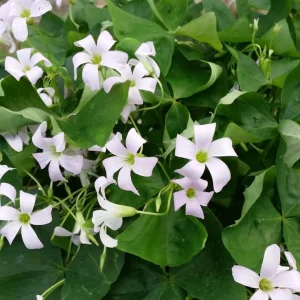 Oxalis Triangularis Live Plant - Green Shamrock Love Plant, 4 Inch Pot Indoor - Image 5