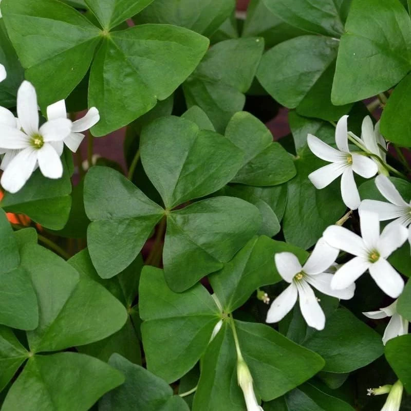 Oxalis Triangularis Live Plant - Green Shamrock Love Plant, 4 Inch Pot Indoor - Image 6