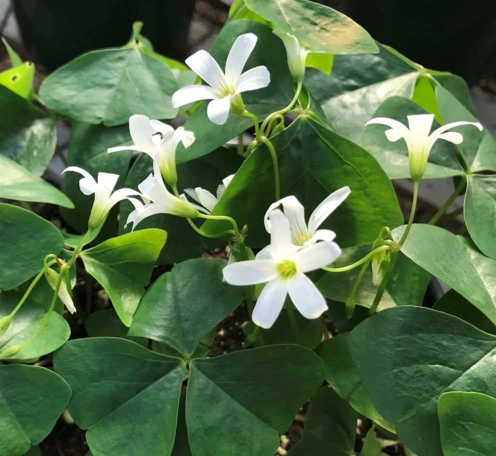 Oxalis Triangularis Live Plant - Green Shamrock Love Plant, 4 Inch Pot Indoor - Image 7