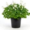 Oxalis Triangularis Live Plant - Green Shamrock Love Plant, 4 Inch Pot Indoor - Image 1