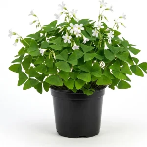 Oxalis Triangularis Live Plant - Green Shamrock Love Plant, 4 Inch Pot Indoor - Image 1
