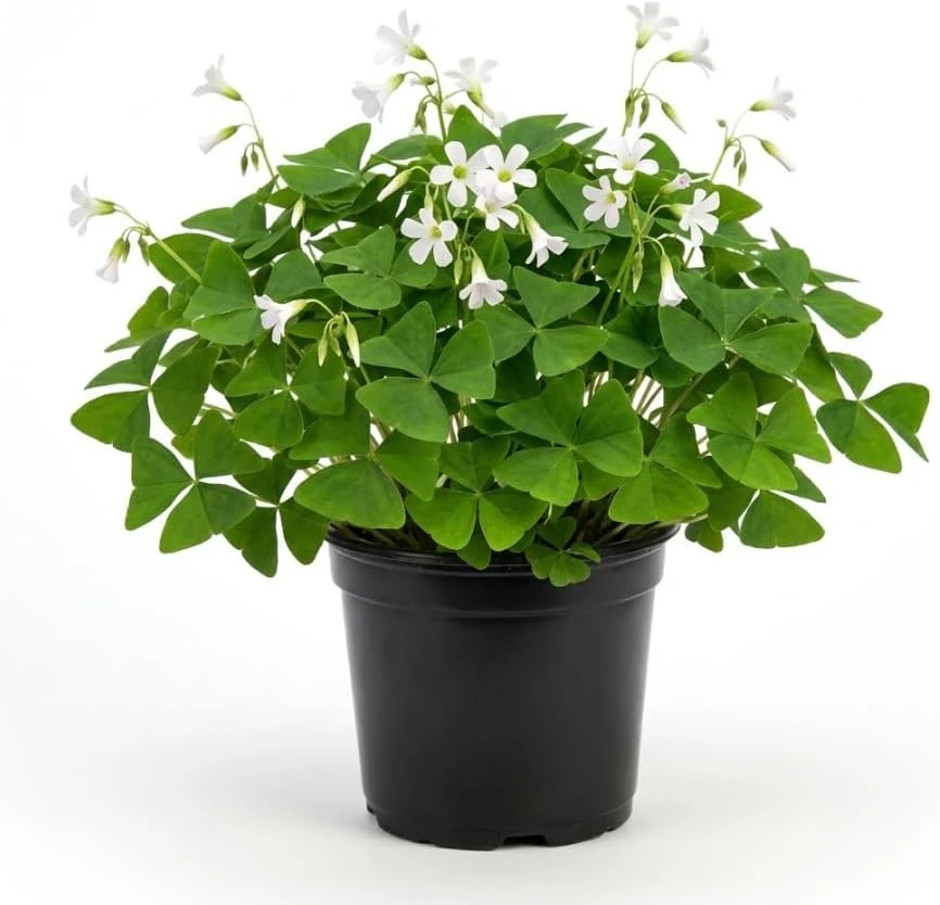 Oxalis Triangularis Live Plant - Green Shamrock Love Plant, 4 Inch Pot Indoor - Image 1