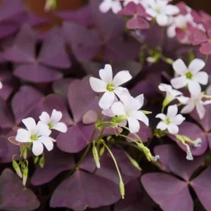Oxalis Triangularis Live Plant – Purple Shamrock – Indoor Ornamental – 4 Inch Pot - Image 2