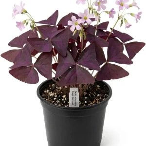 Oxalis Triangularis Live Plant – Purple Shamrock – Indoor Ornamental – 4 Inch Pot - Image 4