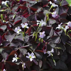 Oxalis Triangularis Live Plant – Purple Shamrock – Indoor Ornamental – 4 Inch Pot - Image 6