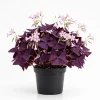Oxalis Triangularis Live Plant – Purple Shamrock – Indoor Ornamental – 4 Inch Pot - Image 1