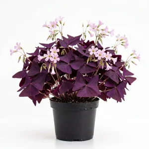 Oxalis Triangularis Live Plant – Purple Shamrock – Indoor Ornamental – 4 Inch Pot - Image 1