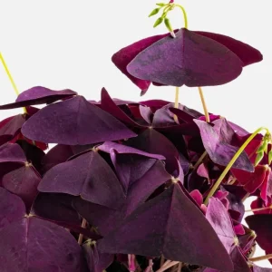 Oxalis Triangularis Live Plant - Purple Shamrock, Perennial Houseplant, 4
