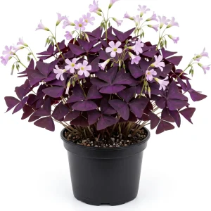Oxalis Triangularis Live Plant - Purple Shamrock, Perennial Houseplant, 4