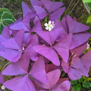 Oxalis Triangularis Live Plant - Purple Shamrock, Perennial Houseplant, 4