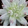 Pachyphytum Compactum Little Jewel Succulent Live 2" Plant - Multicolor Indoor & Outdoor - Image 1