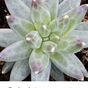 Pachyphytum Compactum Little Jewel Succulent Live 2" Plant - Multicolor Indoor & Outdoor - Image 1