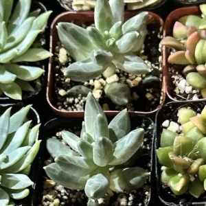 Pachyphytum Compactum Little Jewel Succulent Live 2