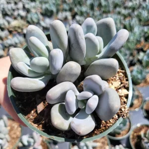 Pachyphytum Oviferum Lavender Pebbles Live Succulent Plant - 2 inch Pot - Image 4