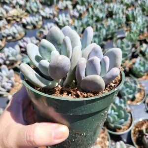 Pachyphytum Oviferum Lavender Pebbles Live Succulent Plant - 2 inch Pot - Image 6
