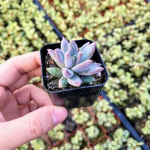 Pachyveria Glauca ‘Little Jewel’ Live Plant – Rare Hybrid Succulent – 2 Inch Pot - Image 7