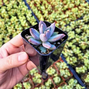 Pachyveria Glauca ‘Little Jewel’ Live Plant – Rare Hybrid Succulent – 2 Inch Pot - Image 8