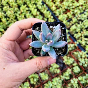 Pachyveria Glauca ‘Little Jewel’ Live Plant – Rare Hybrid Succulent – 2 Inch Pot - Image 9