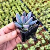 Pachyveria Glauca ‘Little Jewel’ Live Plant – Rare Hybrid Succulent – 2 Inch Pot - Image 1