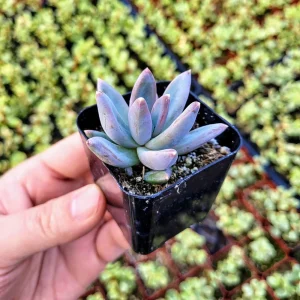 Pachyveria Glauca ‘Little Jewel’ Live Plant – Rare Hybrid Succulent – 2 Inch Pot - Image 1
