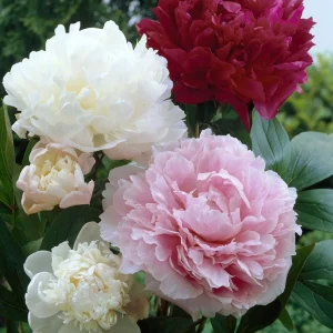 Paeonia Peony Cali White & Pink Mix - 3 Live Flower Plant Bulbs Bare Root - Image 1