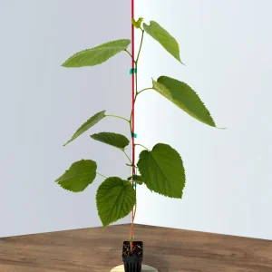 Pakistani Mulberry Live Plant – Sweet, Long Fruit Tree – 12-16