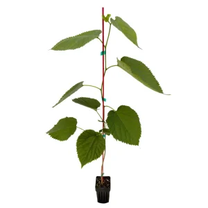 Pakistani Mulberry Live Plant – Sweet, Long Fruit Tree – 12-16