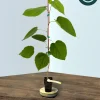 Pakistani Mulberry Live Plant – Sweet, Long Fruit Tree – 12-16" Tall Own Root Starter - Image 1