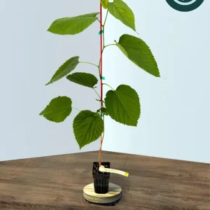 Pakistani Mulberry Live Plant – Sweet, Long Fruit Tree – 12-16