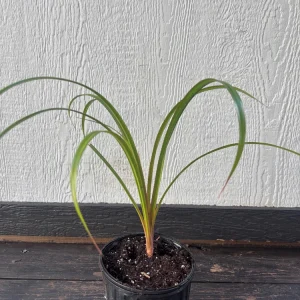 Pandanus Utilis Screwpine Live Plant - 1 Gallon Pot - Indoor/Outdoor - Image 2