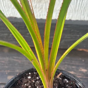 Pandanus Utilis Screwpine Live Plant - 1 Gallon Pot - Indoor/Outdoor - Image 3