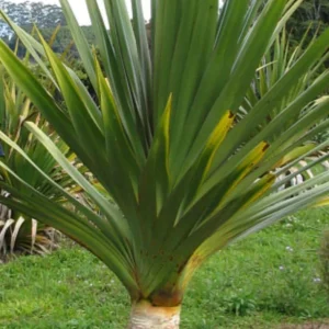 Pandanus Utilis Screwpine Live Plant – 3 Gallon Pot – Outdoor Tropical Plant - Image 1