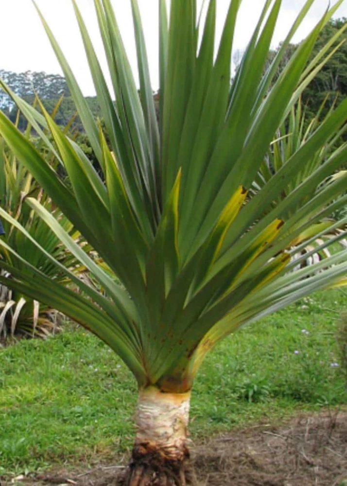 Pandanus Utilis Screwpine Live Plant – 3 Gallon Pot – Outdoor Tropical Plant - Image 1