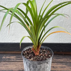 Pandanus Utilis Screwpine Live Plant – 3 Gallon Pot – Outdoor Tropical Plant - Image 7