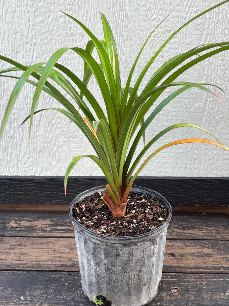 Pandanus Utilis Screwpine Live Plant – 3 Gallon Pot – Outdoor Tropical Plant - Image 7