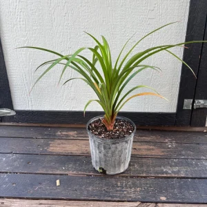 Pandanus Utilis Screwpine Live Plant – 3 Gallon Pot – Outdoor Tropical Plant - Image 8