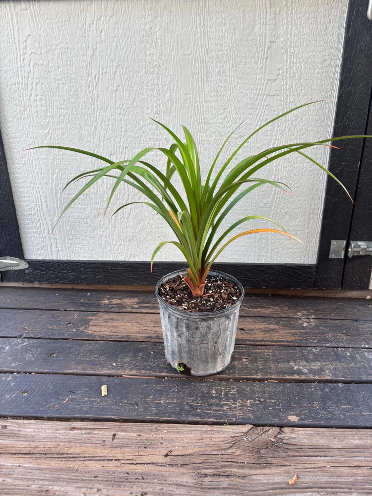 Pandanus Utilis Screwpine Live Plant – 3 Gallon Pot – Outdoor Tropical Plant - Image 8