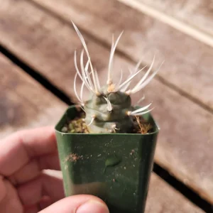 Paper Spine Cactus - Tephrocactus articulatus Live Plant - 2 inch Pot - Indoor/Outdoor - Image 7