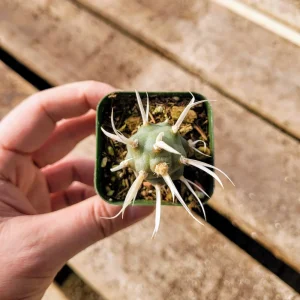 Paper Spine Cactus - Tephrocactus articulatus Live Plant - 2 inch Pot - Indoor/Outdoor - Image 8