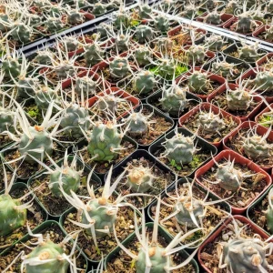 Paper Spine Cactus - Tephrocactus articulatus Live Plant - 2 inch Pot - Indoor/Outdoor - Image 9