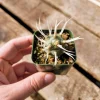 Paper Spine Cactus - Tephrocactus articulatus Live Plant - 2 inch Pot - Indoor/Outdoor - Image 1