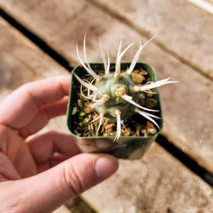 Paper Spine Cactus - Tephrocactus articulatus Live Plant - 2 inch Pot - Indoor/Outdoor - Image 1