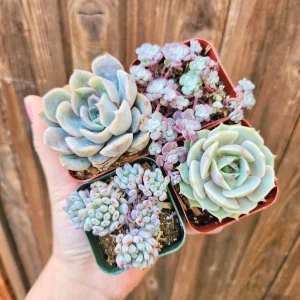 Pastel Succulents Live Plant Set - 4 Plants, 2 inch Pots - Indoor & Outdoor - Image 2