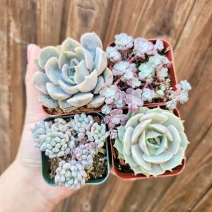 Pastel Succulents Live Plant Set - 4 Plants, 2 inch Pots - Indoor & Outdoor - Image 3