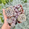 Pastel Succulents Live Plant Set - 4 Plants, 2 inch Pots - Indoor & Outdoor - Image 1